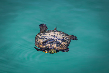 tartaruga
