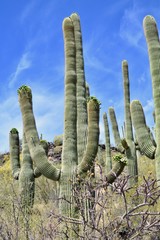 Saguaro Cactus Cacti Tumamoc Hill Tucson Desert Sonoran