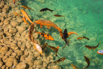 Peixes