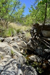 Fototapeta na wymiar Creek Madera Canyon Santa Rita Mountains Tucson Arizona