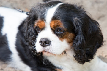 portrait of cute cavalier king charles spaniel