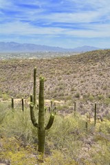 Fototapeta na wymiar View from Tumamoc Hill Tucson Arizona
