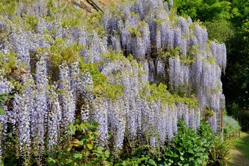 Fleurs de Glycine