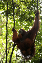 Orang-Utan-Männchen auf Sumatra