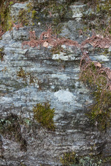 Natural stone background in forest