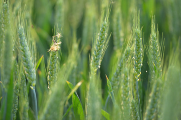 platano quilts on wheat ears
