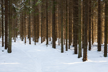 Winter spruce forest in Finland