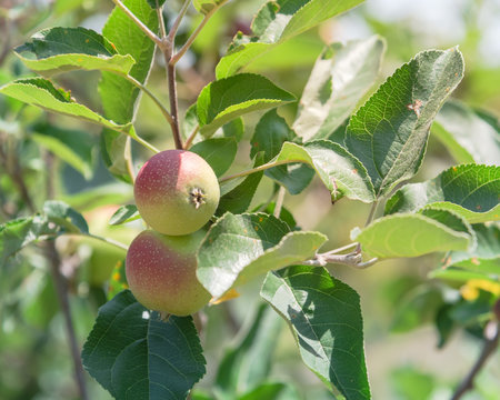 Fresh Apple Growing On Tree At Local Farm In Gainesville, Texas, USA