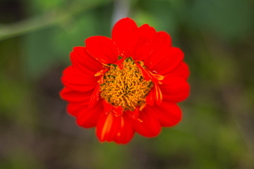 Mexican sunflower beautiful bright colored in garden. Natural flower.