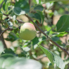 Fresh apple growing on tree at local farm in Gainesville, Texas, USA