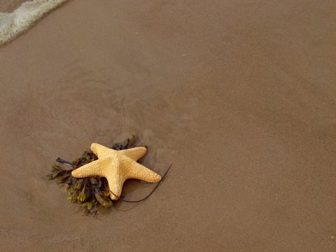 Starfish 