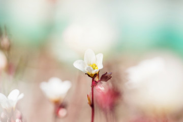 Spring small white flowers on blurred macro background. Spring or summer border template with copy space. Romantic greeting card. Blooming flowers on sunny day. Flowering springtime. Spring background