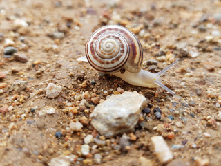 Lumaca