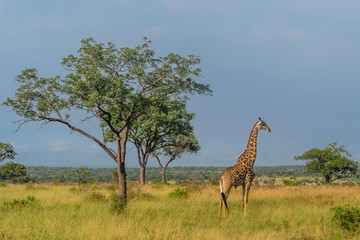 Giraffe on the savanna while on South Africa Safari