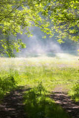 Nebel über einer Waldwiese	