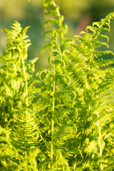 Ferns in sunlight at garden