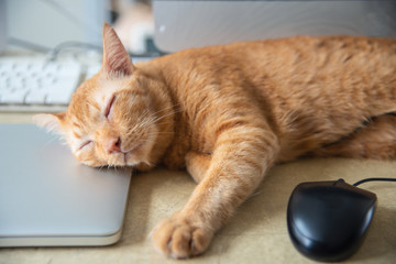Yellow Cat sleeping over a laptop on on work desk - Powered by Adobe