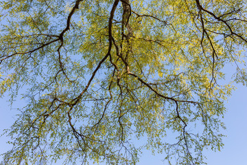 New leaves growing in tree perspective view