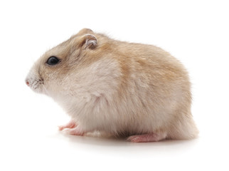White little hamster.