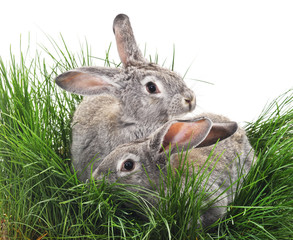 Young rabbits and green grass.