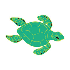 turtle on a white background