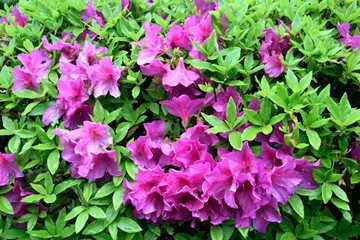 赤紫のツツジ 花壇