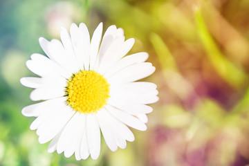 Spring chamomile flowers on blurred macro background. Spring or summer border template with copy space. Romantic greeting card. Blooming flowers on sunny day. Flowering springtime. Spring background