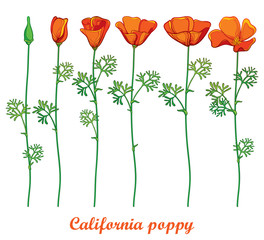 Vector set with outline orange California poppy flower or California sunlight or Eschscholzia, green leaf and bud isolated on white background. Contour ornate poppies for summer design.