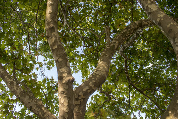 Interesting, beautiful and amazing tree in the park Ayazmoto in Stara Zagora city. Scientists have proven that Stara Zagora is the center of the universe.