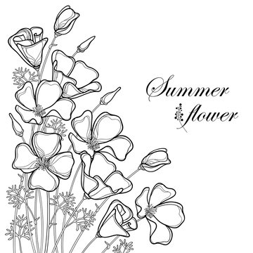 Vector corner bouquet of outline California poppy flower or California sunlight or Eschscholzia, leaf and bud in black isolated on white background. Contour poppy for summer design or coloring book.