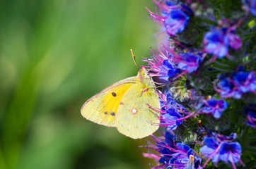 Yellow butterfly on Madeira