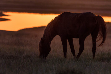 Wild horse grazes in the meadow in evening