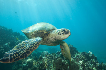 Sun rays lighting up a green sea turtle underwater
