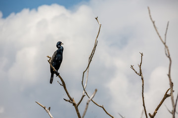 Cormorant standing on dead tree branch in the spring waters of lake Kerkini, Northern Greece. Close-up picture of bird, looking away on white clouds background