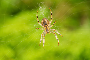 Big spider on the web
