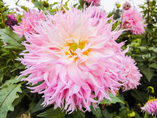 Fototapeta premium A head of dahlia in the garden in summer sunny day