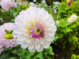 Obraz premium A head of dahlia in the garden in summer sunny day