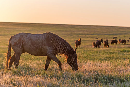 Wild horses graze in the meadow at sunset