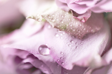 A drop of water on a rosebud. Close-up