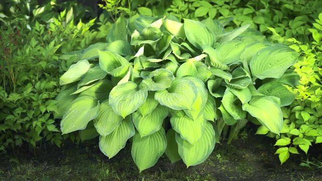 big hosta plant with green and yellow leaves swings on the wind outdoor