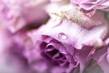 A drop of water on a rosebud. Close-up