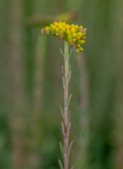 pączki żółtego kwiatu