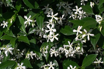 fiore,bianco,rampicante,giardinaggio,verde,primavera