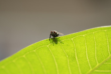 Naklejka premium Close up of fly on green leaf under sun light.
