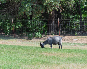 Pasture-raised goat grazing grass outside at local farm in Gainesville, Texas, USA. Male goat (buck) with horn eating near a fence. Sustainable agriculture farming concept.