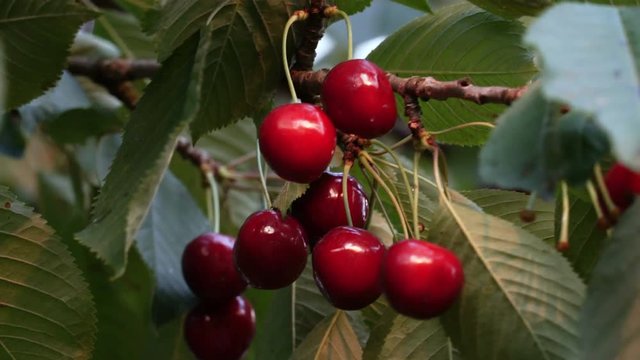 Natural Fresh Cherry, Hanging In Branch Of A Cherry Tree.  Fruit  Food, sweet Cherry From Tree closeup