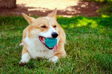 Corgi dog with a ball in the mouth