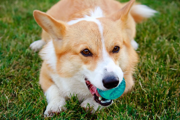 Corgi dog with a ball in the mouth