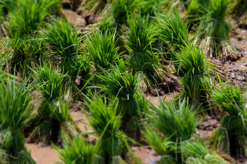 Close up rice planting working on the field.