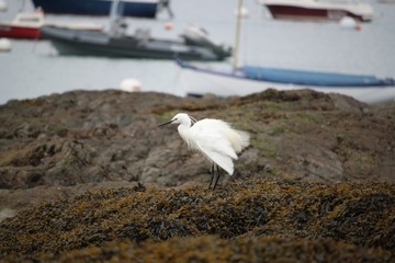 Aigrette